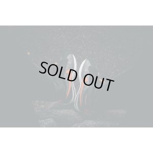 画像8: 【NIKE】 CORTEZ BASIC PREMIUM QS